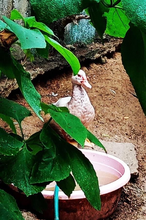 Meanwhile In Veracruz Exteriör bild